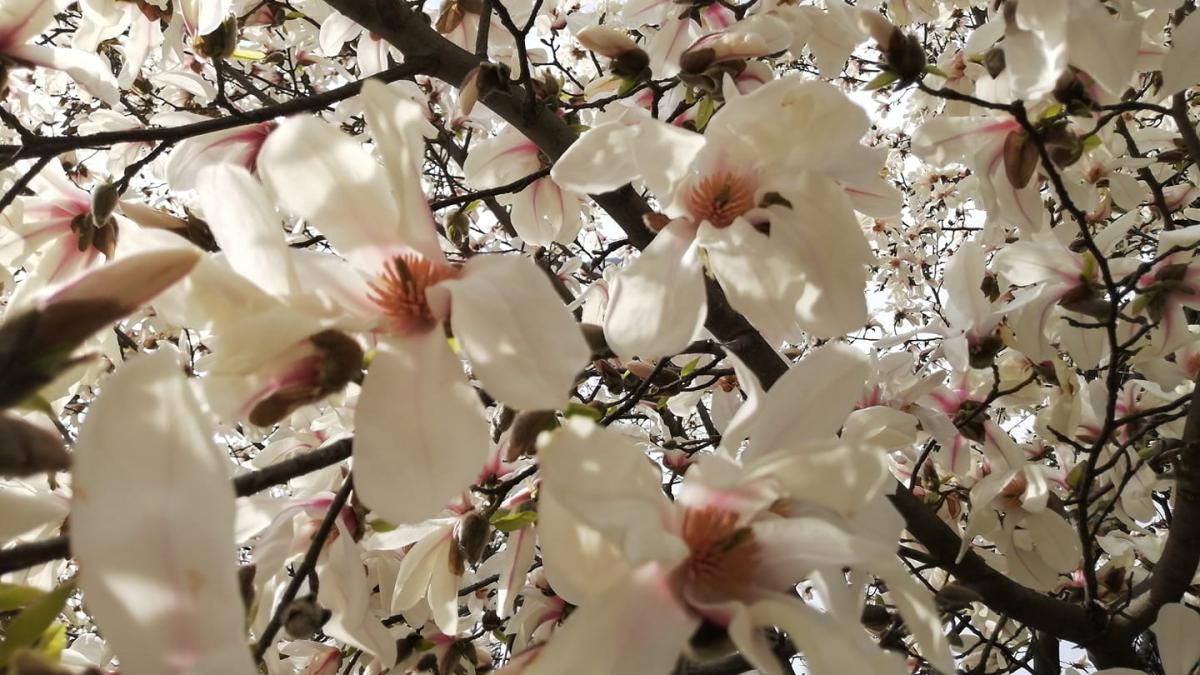 magnolia--beneficii-surprinzatoare--eficienta-in-anxietate-si-alzheimer--cu-potential-anticancerigen_76624800