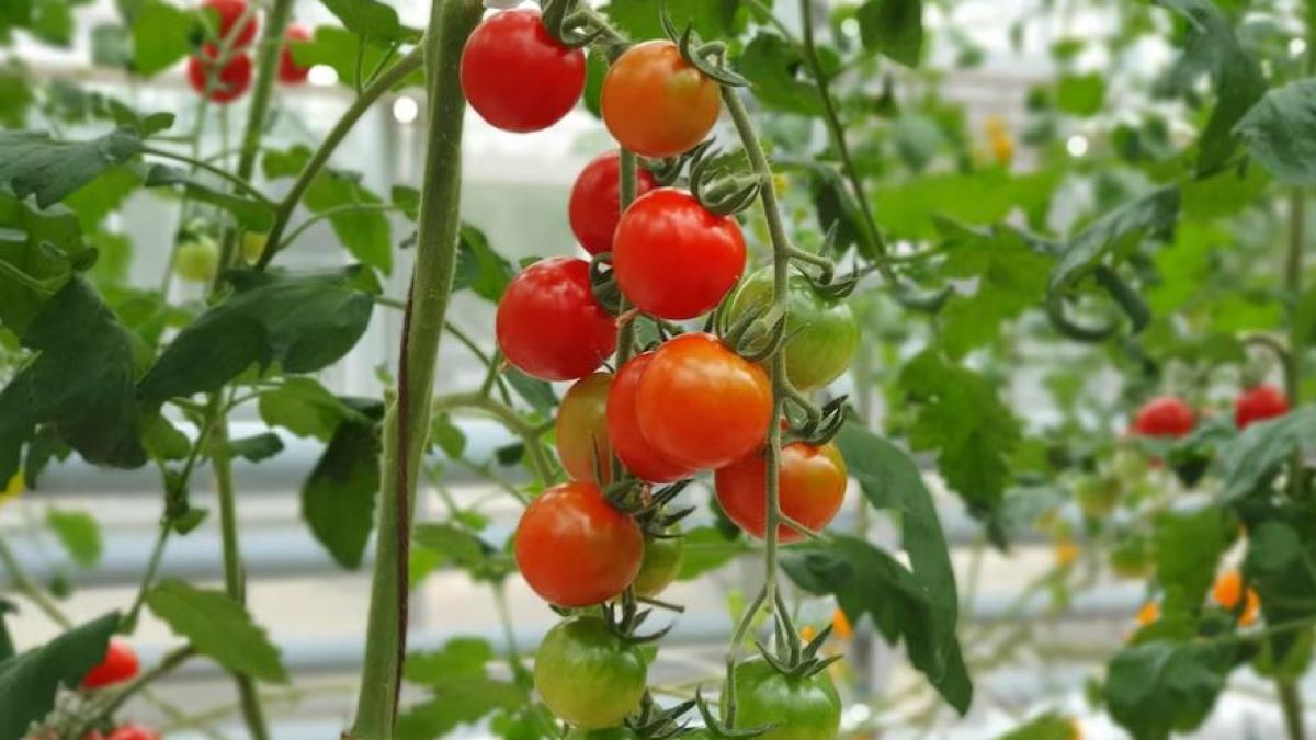 uda-rosiile-cu-acest-amestec--plantele-vor-deveni-puternice-si-fertile_89309200