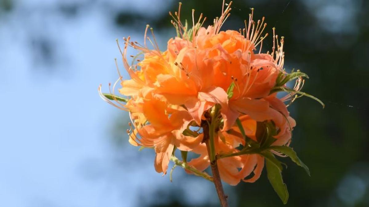 cinci-plante-aduc-fericirea-in-casa--cultiva-le-si-tu_51140900