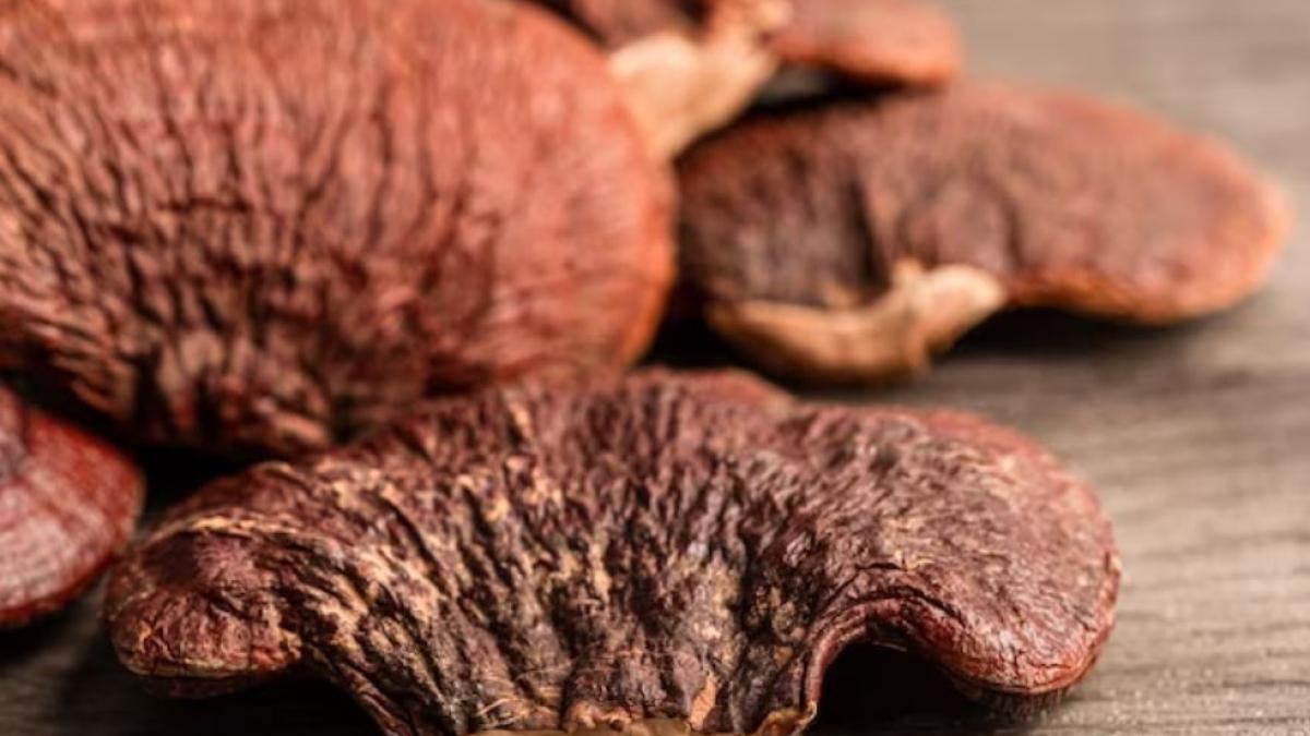 ciupercile-reishi--noul-ingredient-de-moda-care-aduce-zeci-de-beneficii_35035500