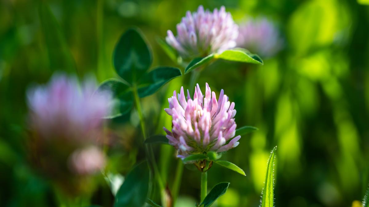 trifoiul-rosu--planta-cu-efect-asupra-dezechilibrelor-hormonale_99666100