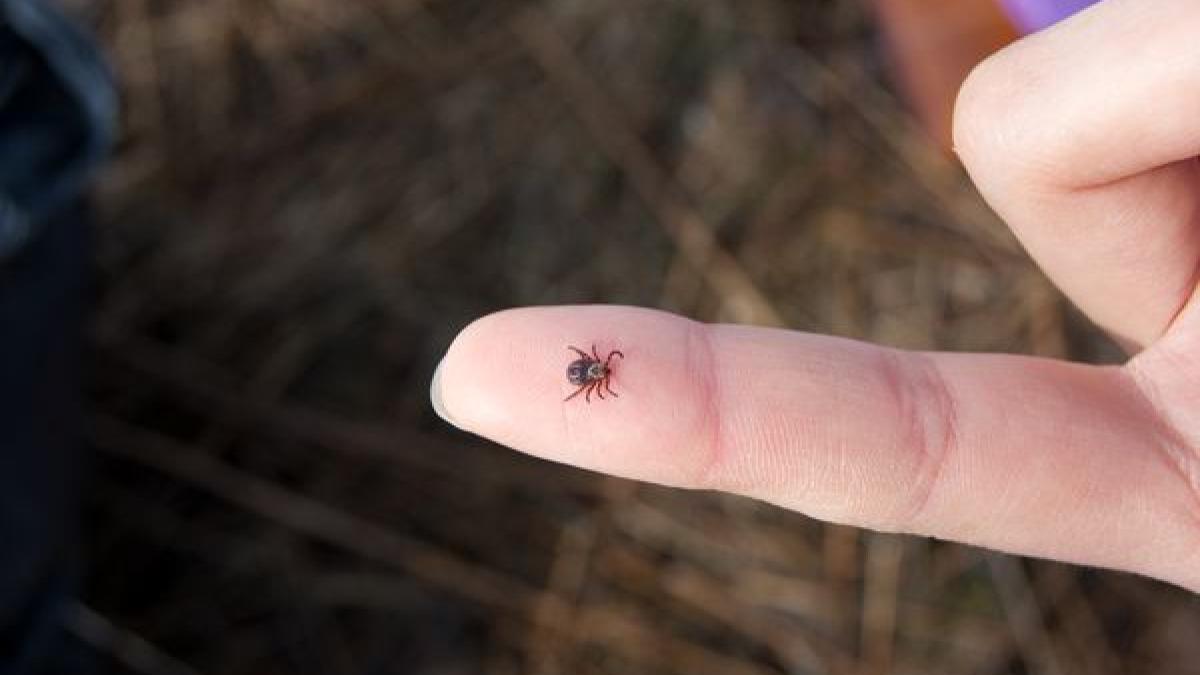 recuperare-rapida-dupa-boala-lyme--la-copii--marinescu-doar-5prc--din-muscaturile-de-capusa-sunt-cu-probleme_37559200
