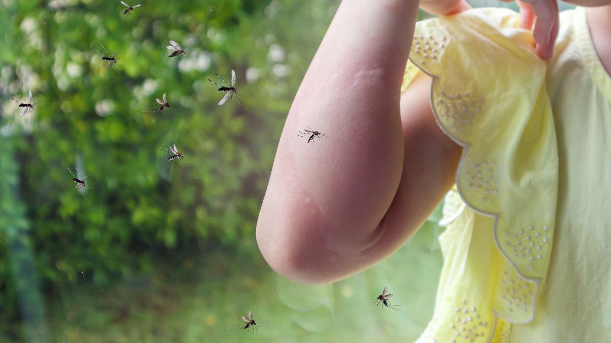 febra-dengue--epidemica-in-argentina--prezenta-si-in-europa--1-din-4-oameni-se-poate-imbolnavi--care-sunt-simptomele_38115600
