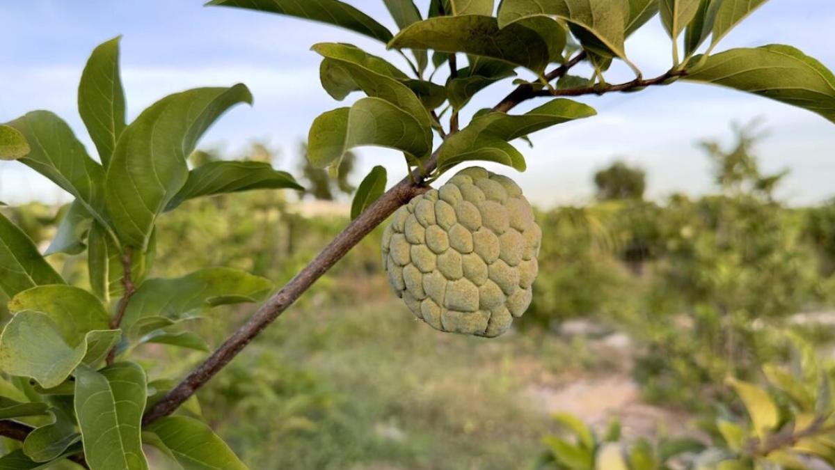cherimoya--fructul-care-elimina-toxinele-si-imbunatateste-starea-de-spirit_02179000
