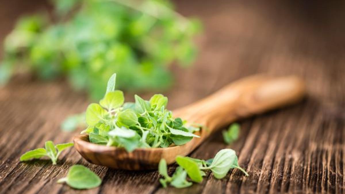 planta-cu-proprietati-antioxidante-si-antiinflamatoare--are-efect-asupra-digestiei-si-a-hormonilor--se-poate-folosi-in-salate--dar-si-sub-forma-de-ceai_78252000