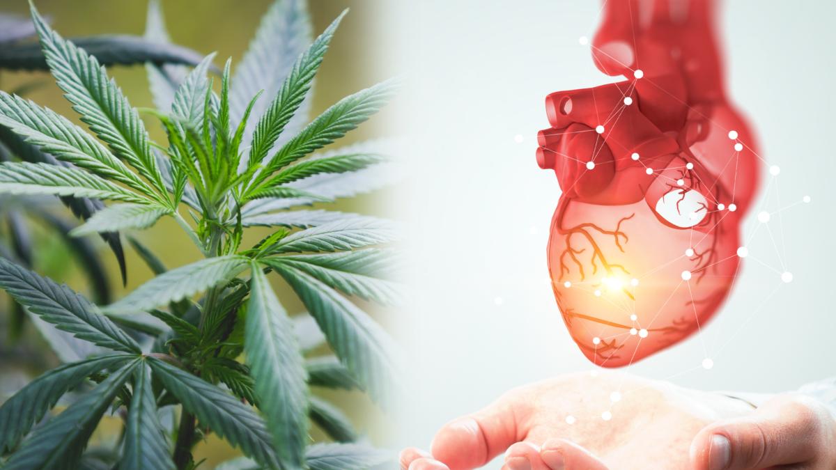 marijuana--mai-rea-decat-tutunul-pentru-inima--boala-arteriala-periferica_-simptome-si-riscuri-pentru-tineri_58148300