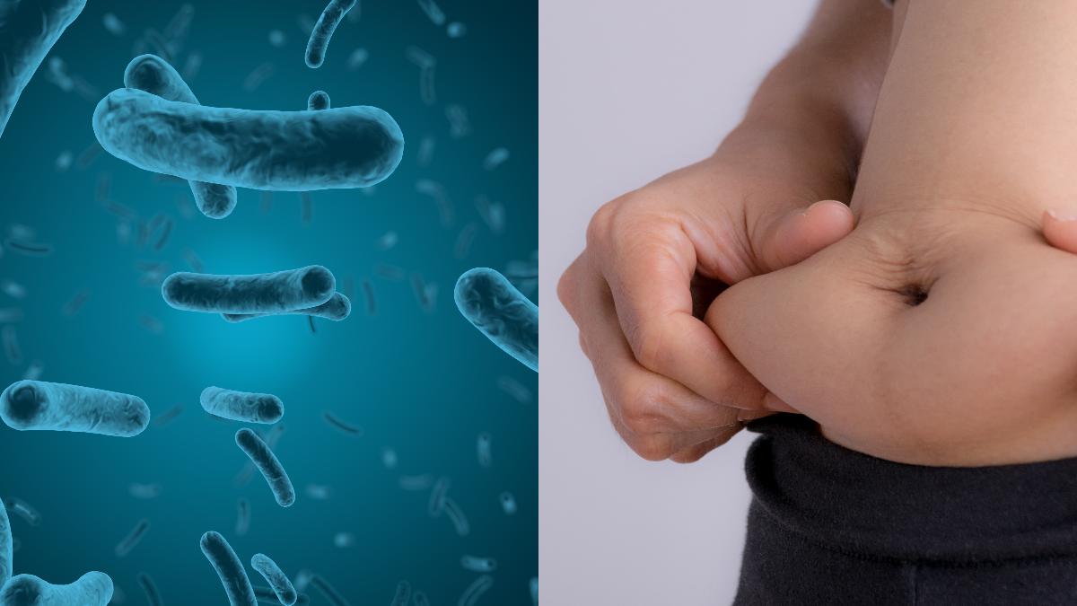 toxina-intestinala--asociata-cu-obezitatea--cercetator-reduce-activitatea-metabolica-a-celulelor-adipoase_35174500