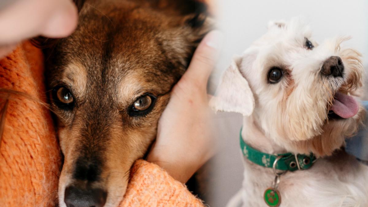 cainele--singurul-animal-care-poate-detecta-daca-ai-cancer--cum-e-posibil--ce-tipuri-de-cancer-poate-detecta-si-cum_59678900
