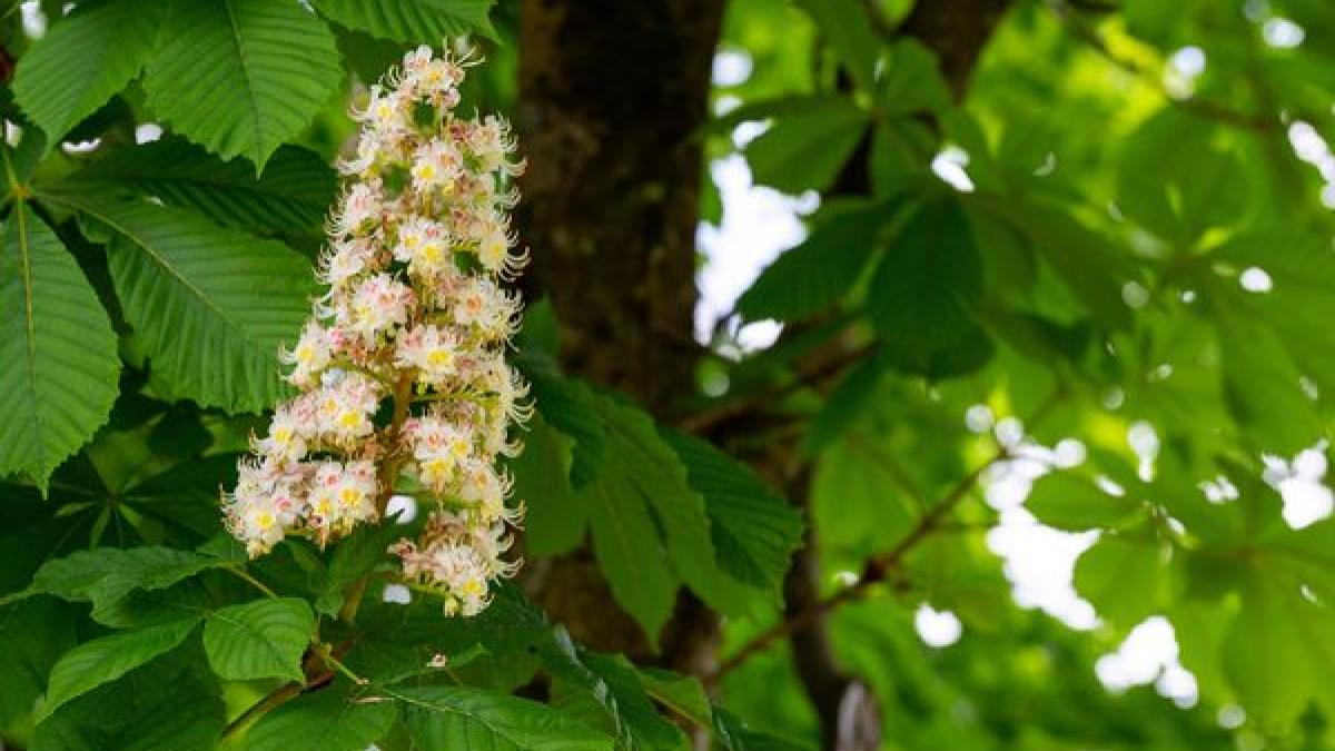 castanul-salbatic--benefic-pentru-sanatatea-vasculara--are-proprietati-antiinflamatoare--antioxidante-si-anticanceroase--fecioru-ajuta-la-refacerea-vaselor-de-sange-dupa-avc_79993600