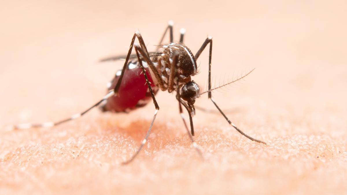 atentie-daca-te-inteapa-un-tantar--tantarii-aedes--alerta-bolile-grave-pe-care-le-transmite-vom-vedea-multe-decese_39425700