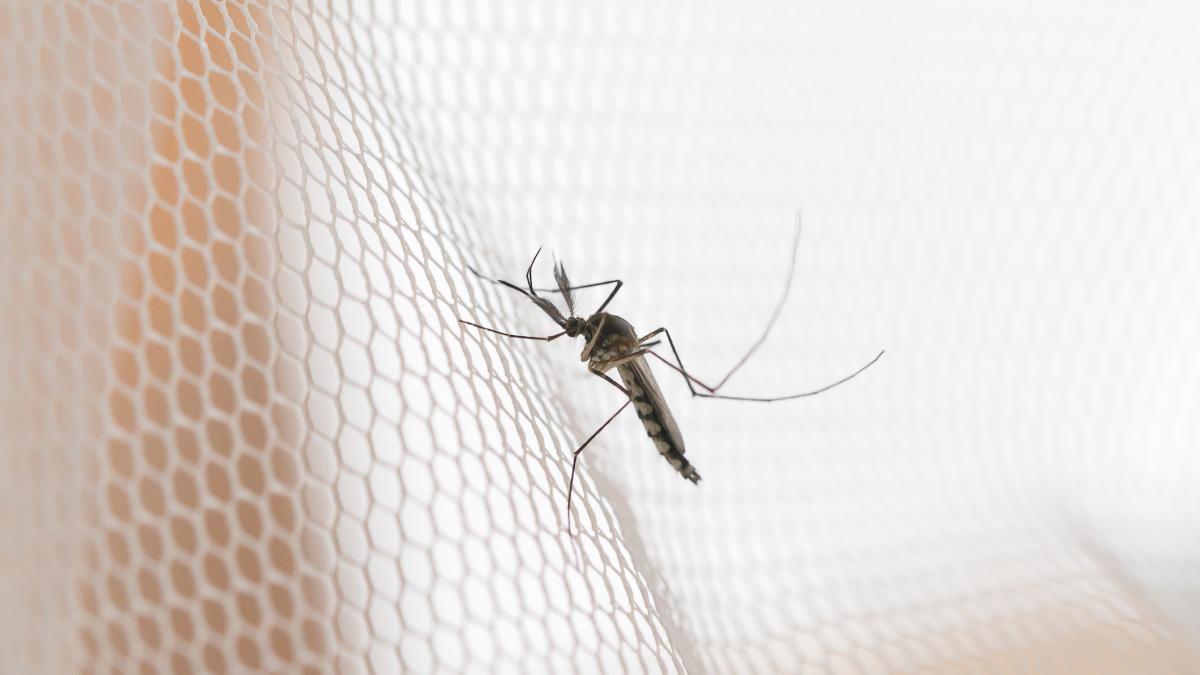 5-semne-ca-ai-west-nile--ciuhodaru-orele-la-care-sa-evitati--nu-exista-un-tratament--nu-neglijati-intepaturile-de-tantari--pot-deveni-letale_77800200