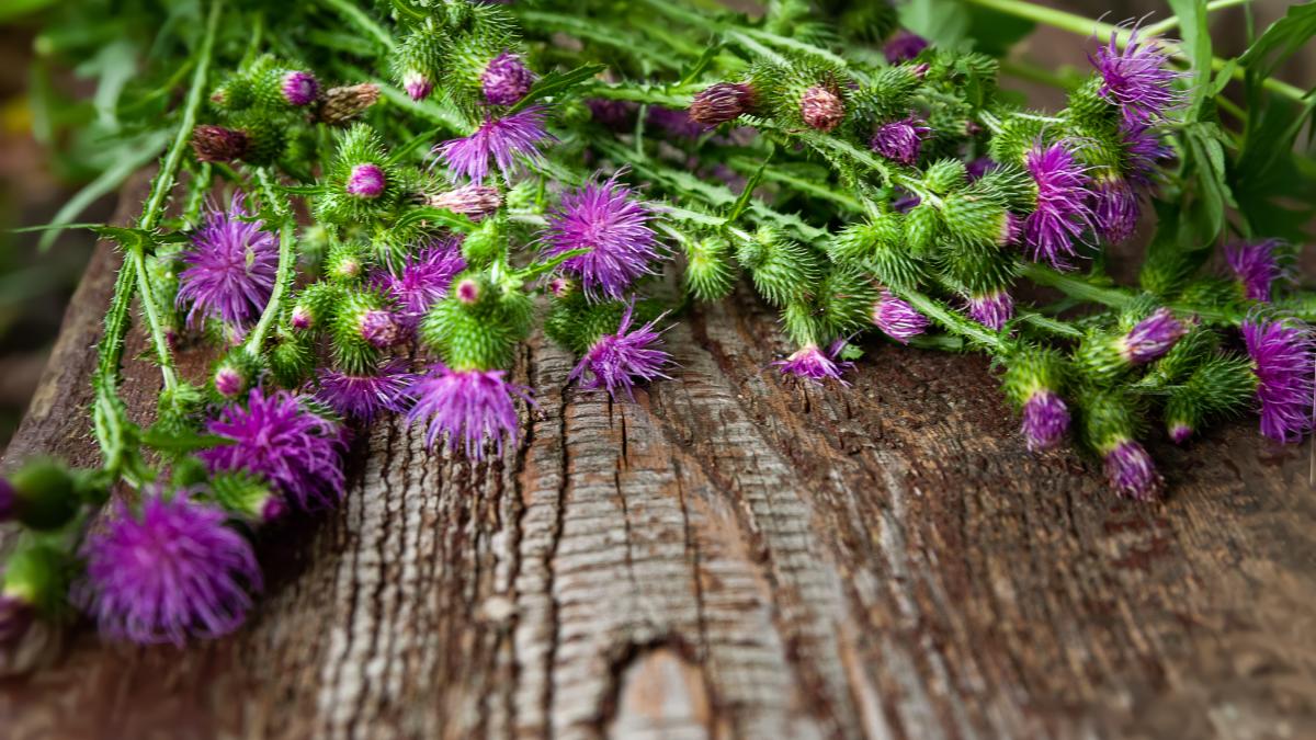 brusturele--planta-antireumatica-cu-efect-prebiotic--lidia-fecioru-dupa-10-zile--cu-acest-alcool-ne-facem-frectie_19868800