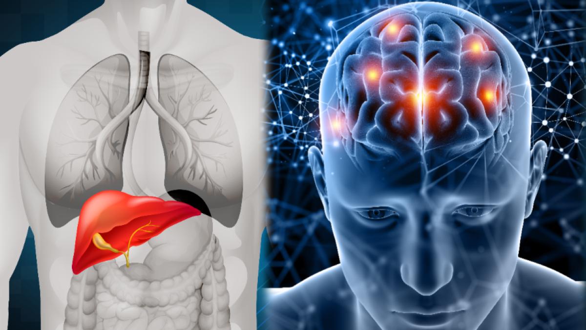 ce-este-axa-ficat-creier-si-ce-rol-joaca-in-dementa-si-alzheimer-colesterolul--ficatul-gras--fibroza-hepatica-duc-la-pierderea-volumului-cerebral_66567300