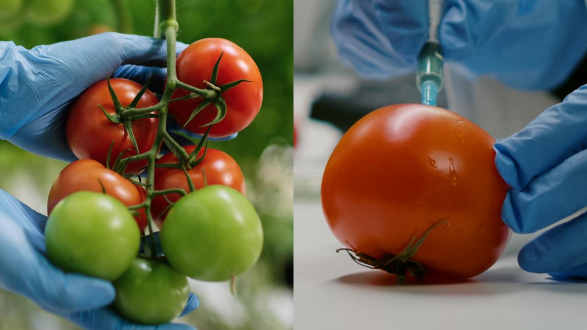 pesticidele--boala-vanduta-la-punga--ce-se-intampla-cand-intra-pesticidele-in-corp--radu-tincu-cele-doua-probleme-majore--au-crescut-cancerele-pe-aceste-organe_81580300