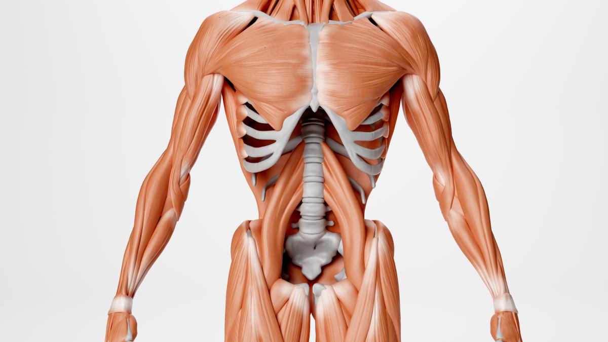 muschiul-psoas--responsabil-cu-echilibrul-_88945800