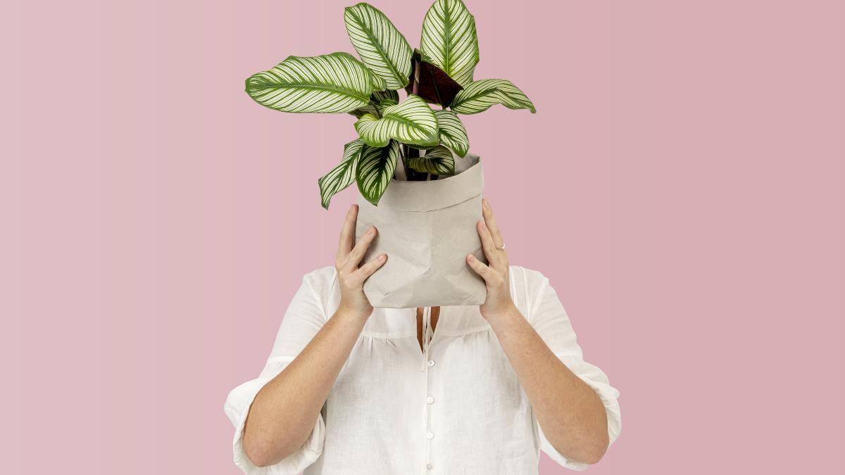 plantele-care-sunt-daunatoare-pentru-casa--efectele-pot-fi-fatale_56223200