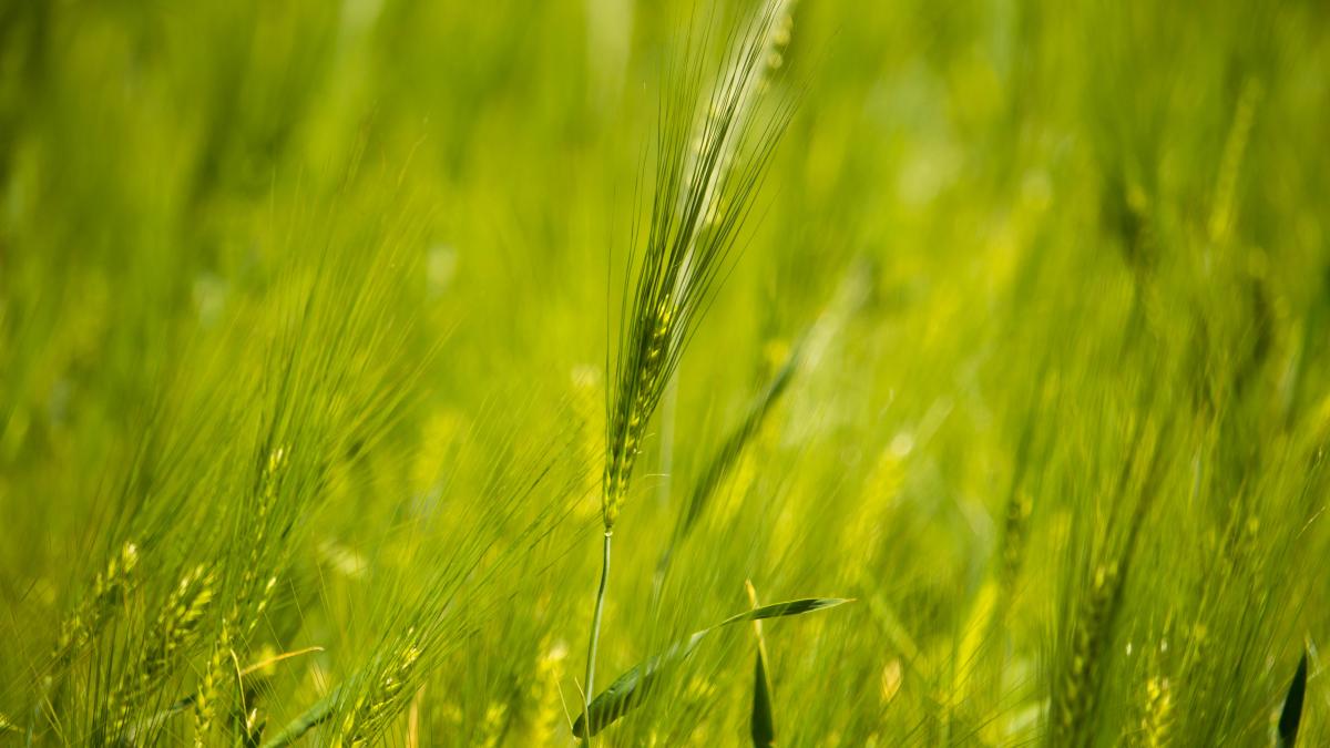 iarba-grasa--superalimentul-organismului-tau--de-la-reducerea-stresului-la-sanatatea-inimii-2_67156600