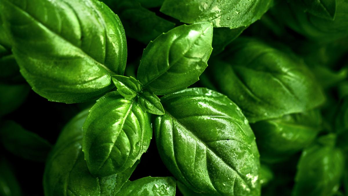 busuiocul--beneficii-uimitoare--nu-este-o-simpla-planta-aromatica_88278900