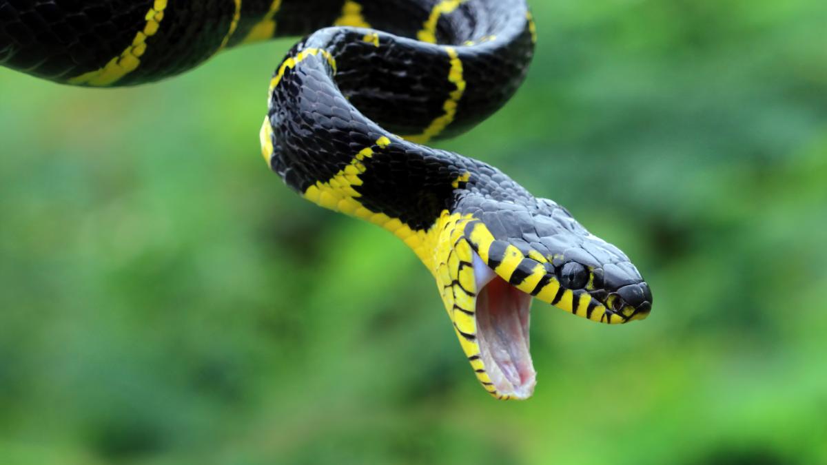 muscatura-de-vipera-ghid-de-supravietuire--ciuhodaru-e-singurul-tratament-eficient--toti-ar-trebui-sa-stim-sa-facem-asta--face-diferenta-intre-viata-si-moarte_70859200