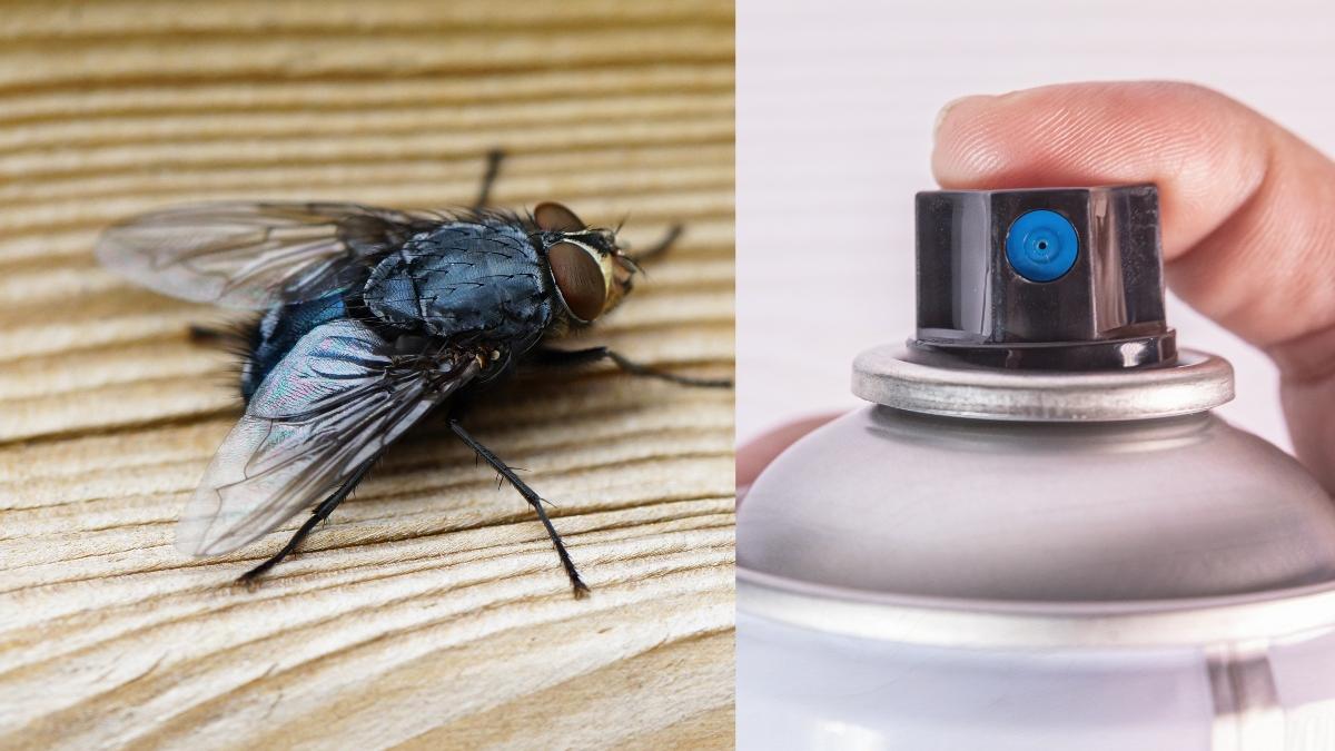 cum-sa-scapi-de-muste-fara-sa-folosesti-insecticid-_69336000