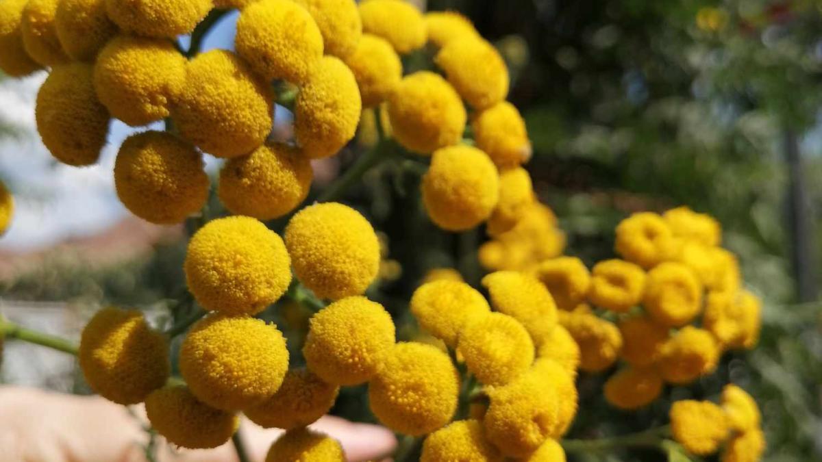 planta-cu-flori-vindecatoare-care-te-scapa-de-problemele-stomacului-_36620400