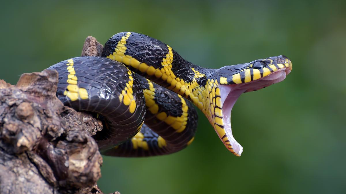 muscatura-de-sarpe-mic-ghid-de-supravietuire--ce-inseamna-muscatura-alba--ciuhodaru-veninul-aspirat-cu-gura-poate-ajunge-in-fluxul-sangvin_62743500