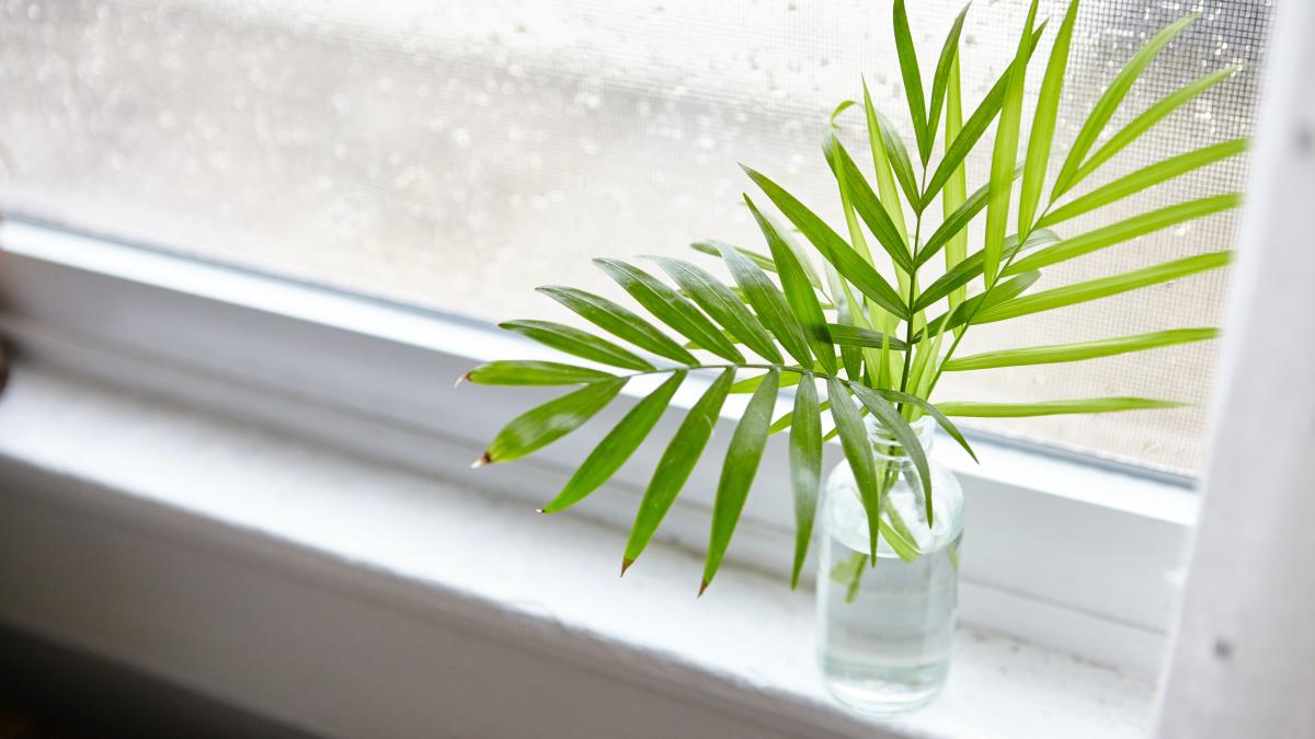 cele-trei-plante-care-elimina-condensul-din-casa-_83722900