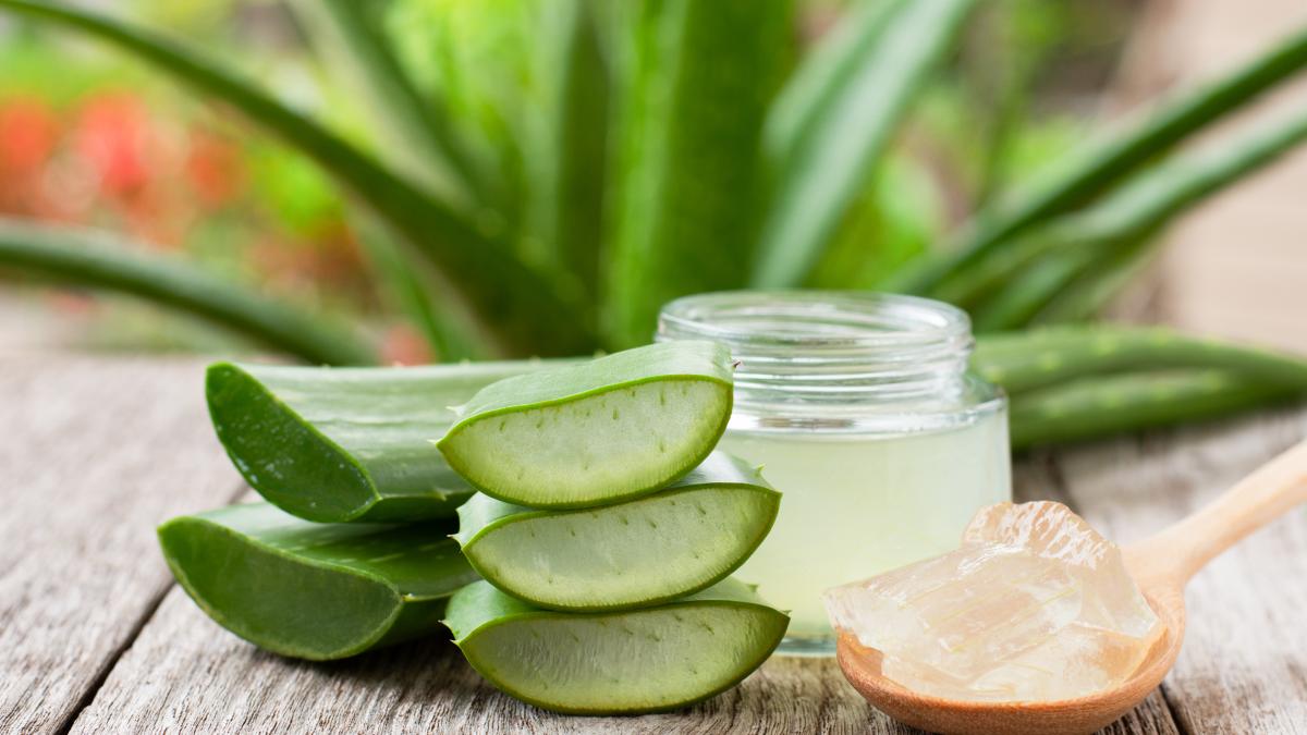 aloe-vera-accelereaza-vindecarea-ranilor--planta-medicinala-care-trateaza-aftele-si-problemele-dentare_35972300