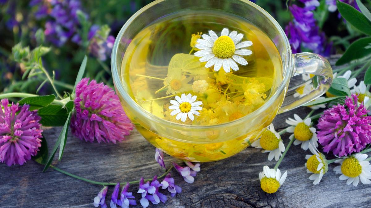 planta-consumata-mai-mult-de-trei-luni-distruge-flora-microbiana-este-total-gresit-sa-facem-asta--echinacea-perturba-grav-sistemul-imunitar_29822900