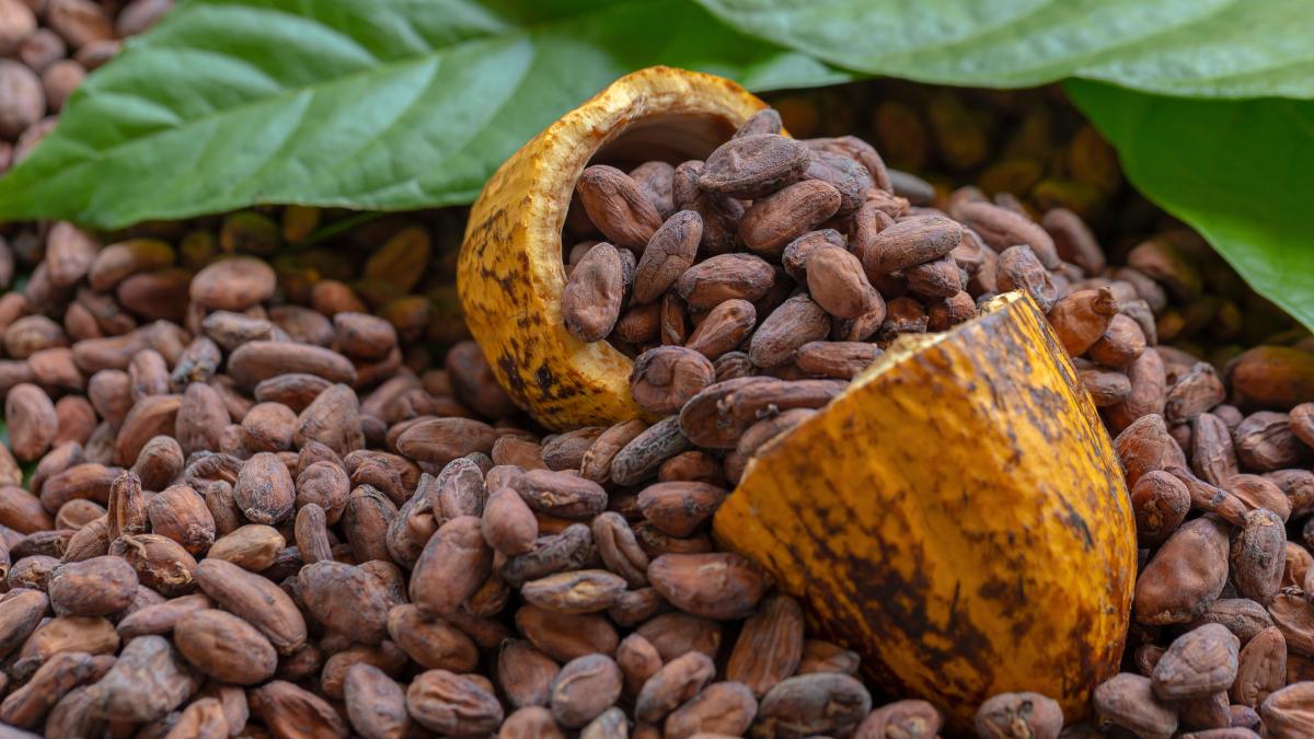 extractul-de-cacao-poate-ajuta-la-reducerea-riscului-de-declin-cognitiv-la-adultii-in-varsta-1_89695800