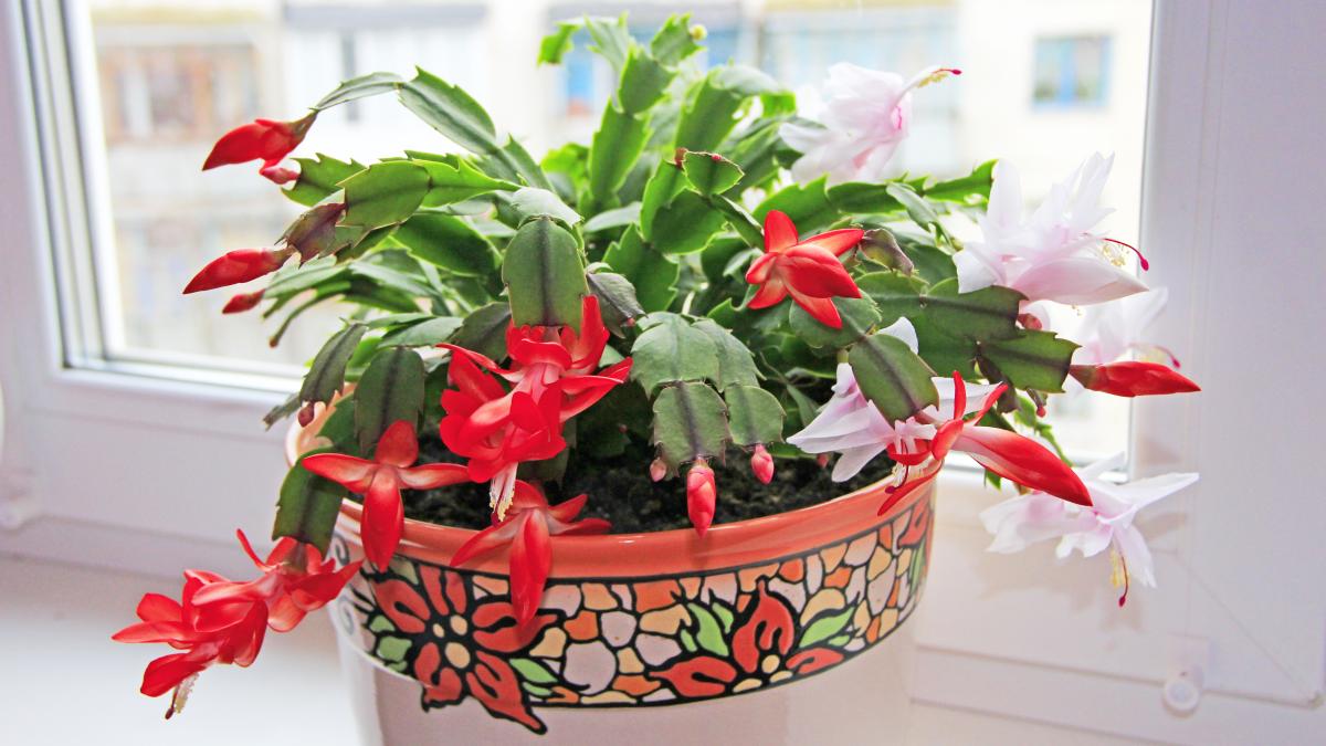 craciunelul--sau-cactusul-de-craciun_93514300