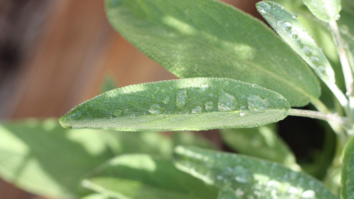 planta-care-trata-insomnia-si-imbunatateste-memoria--este-folosita-de-generatii-intregi-ca-remediu-natural_89874100