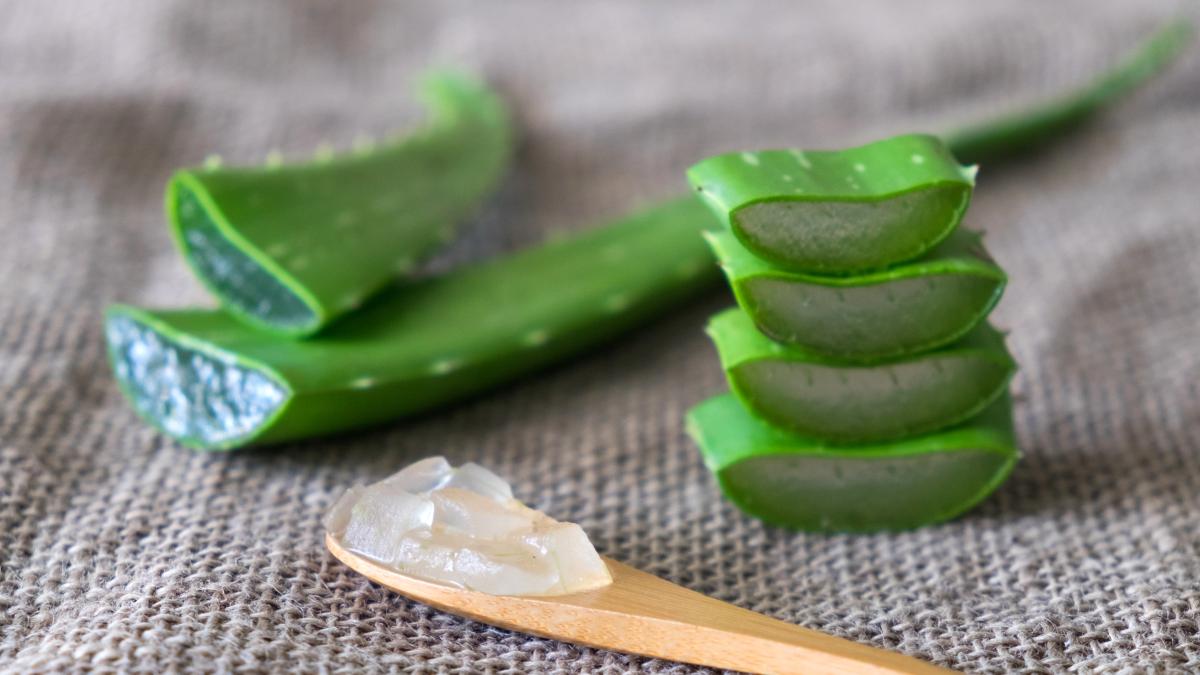 aloe-vera_93509000