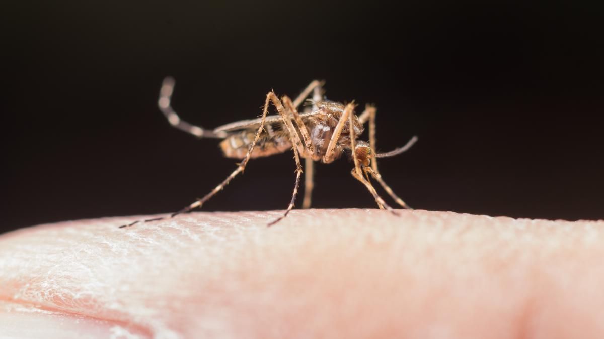 boala-dengue-america_70914300