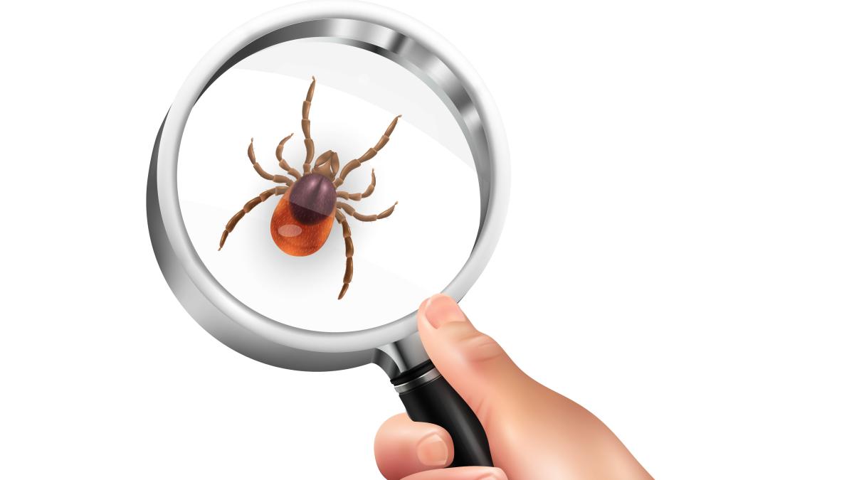 capusa-boala-lyme_87396900