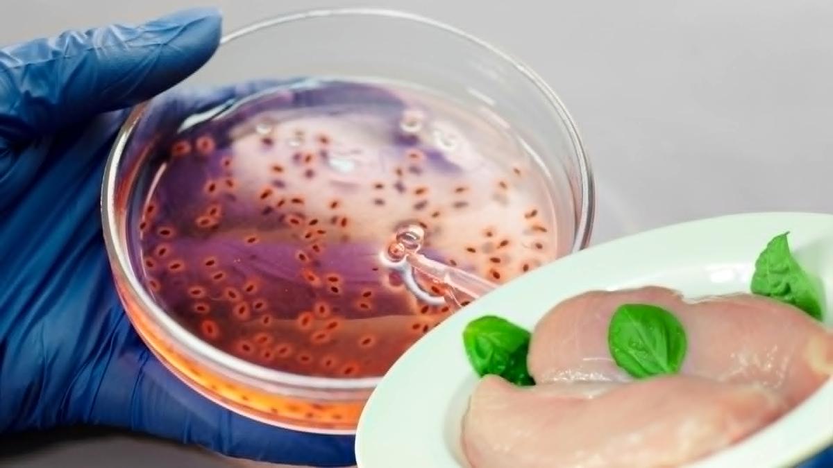 salmonella_72323900