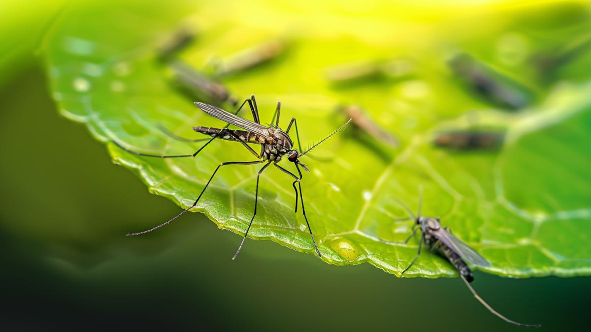 intepaturile-de-insecte-cum-sa-le-identifici--care-sunt-metodele-de-gestionare-a-muscaturilor-si-intepaturilor-de-insecte_42290600