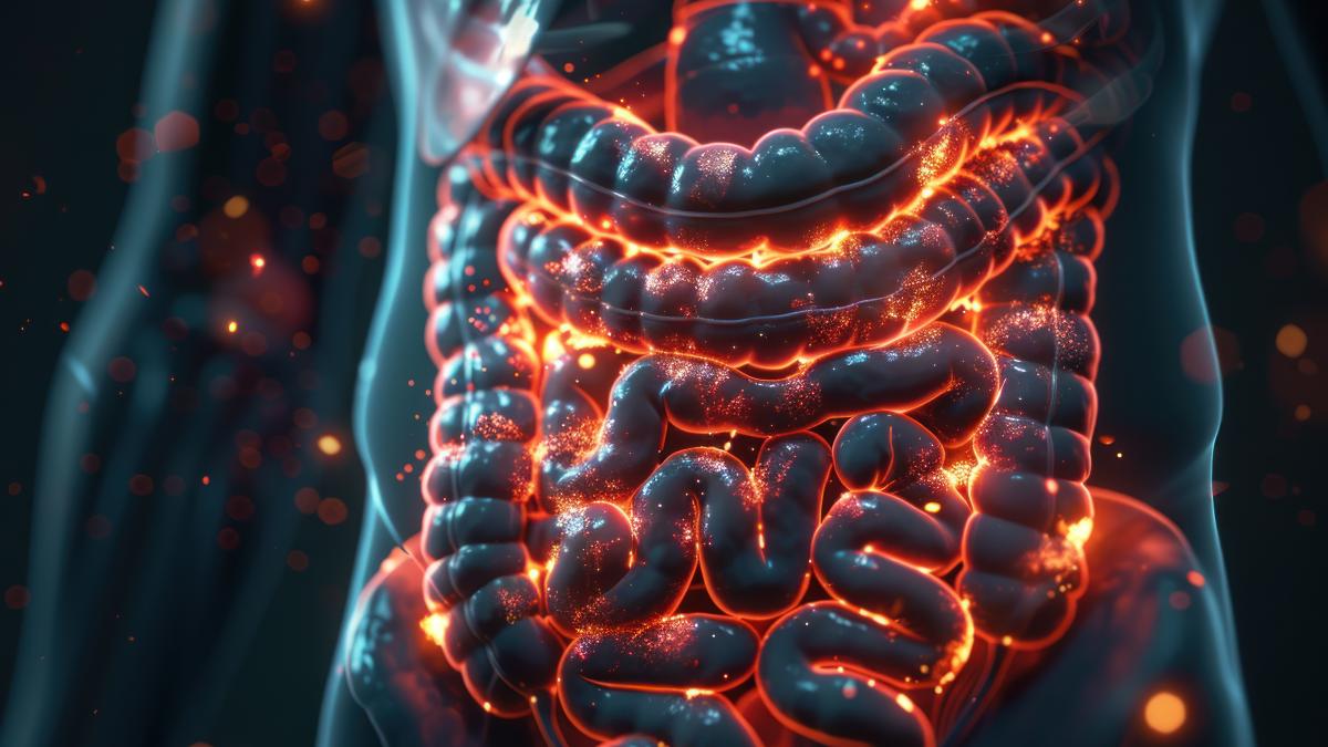 intestine-2_35592500