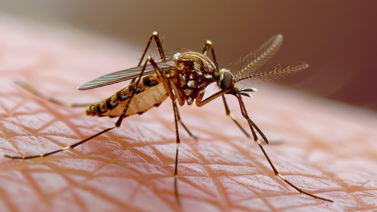 primul-caz-de-febra-dengue-detectat-in-franta_88046300