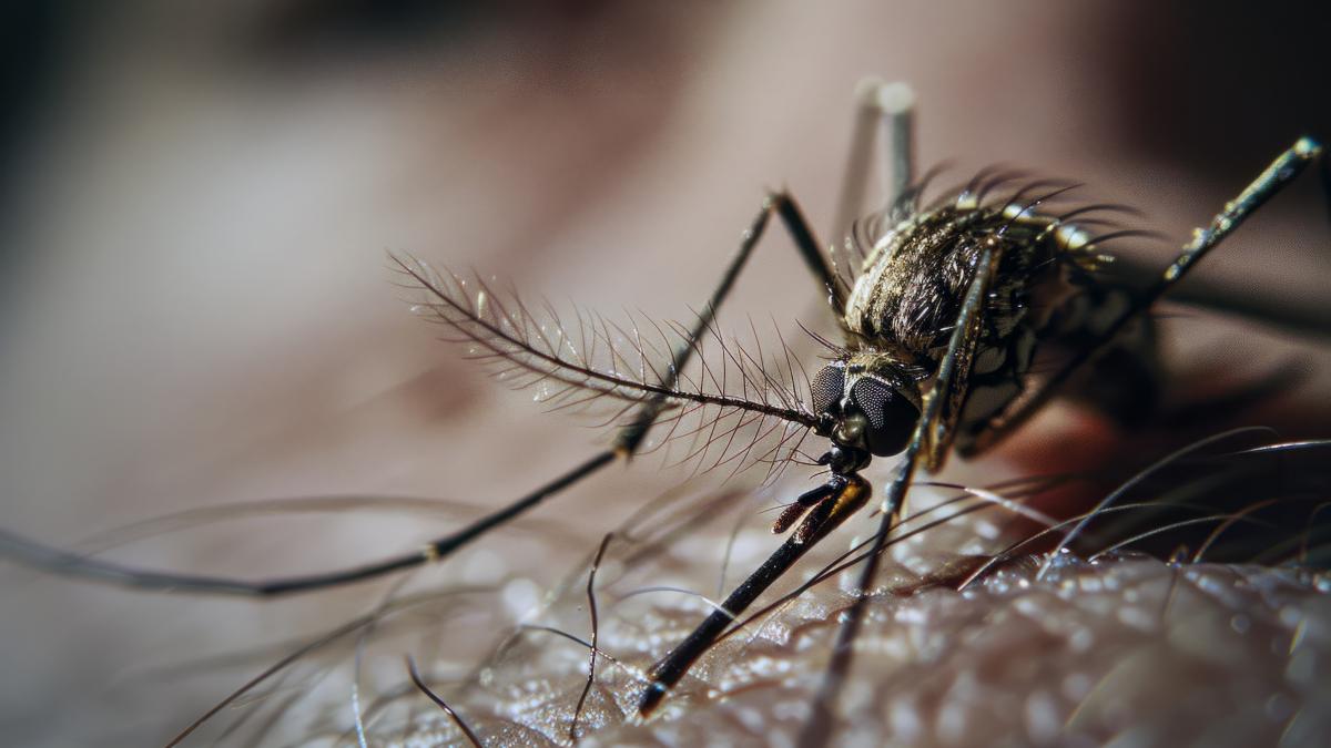 primul-deces-din-cauza-west-nile-in-romania_59008400