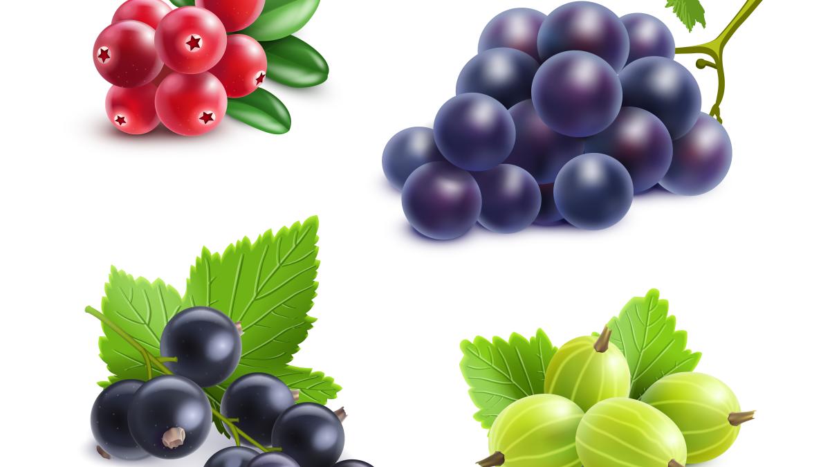 coacazele-negre-imbunatatesc-starea-de-spirit-si-alunga-oboseala-mentala--sarmentosina--compusul-care-protejeaza-hormonul-fericirii_04492600