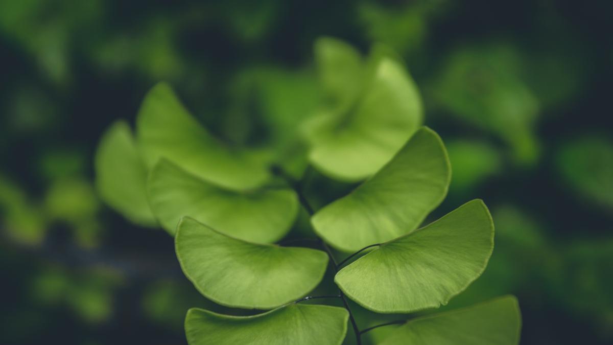 ginkgo-biloba_20413700