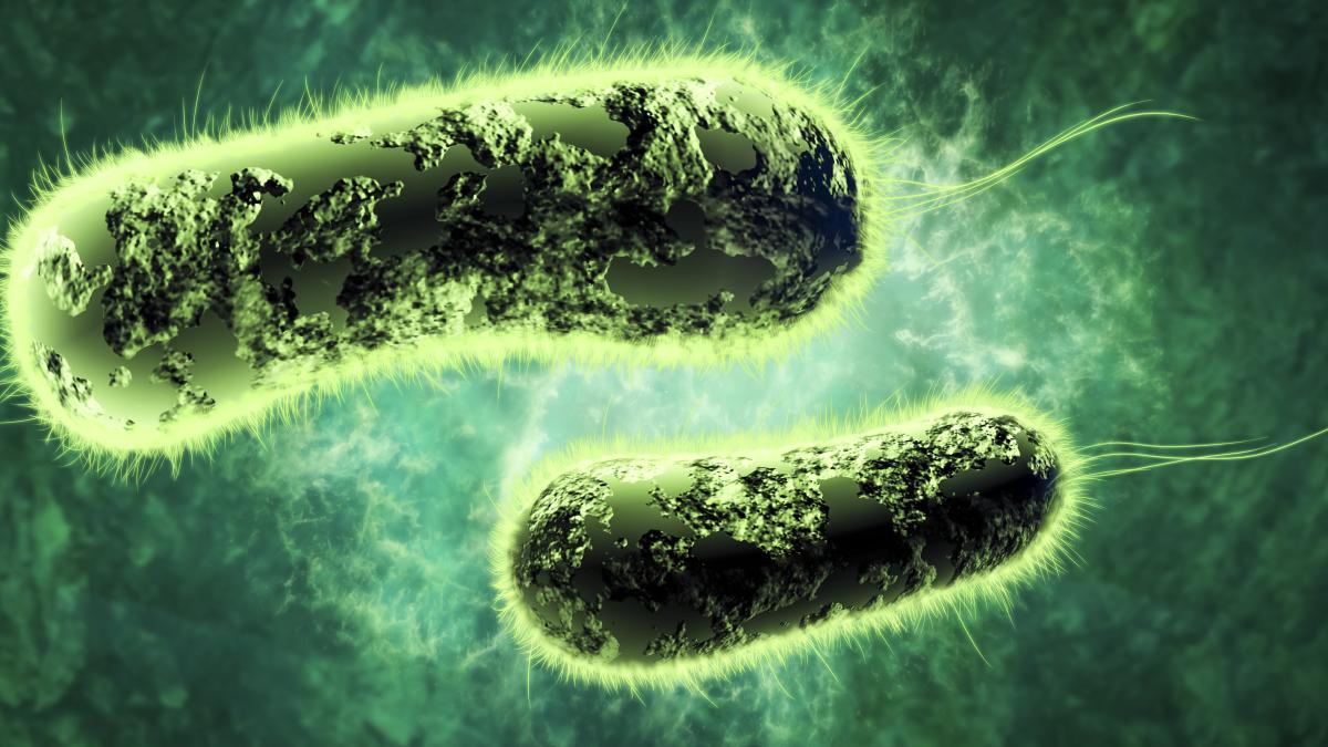 studiu-o-proteina-din-sangele-de-stridie-ajuta-la-lupta-impotriva-superbacteriilor_17767300