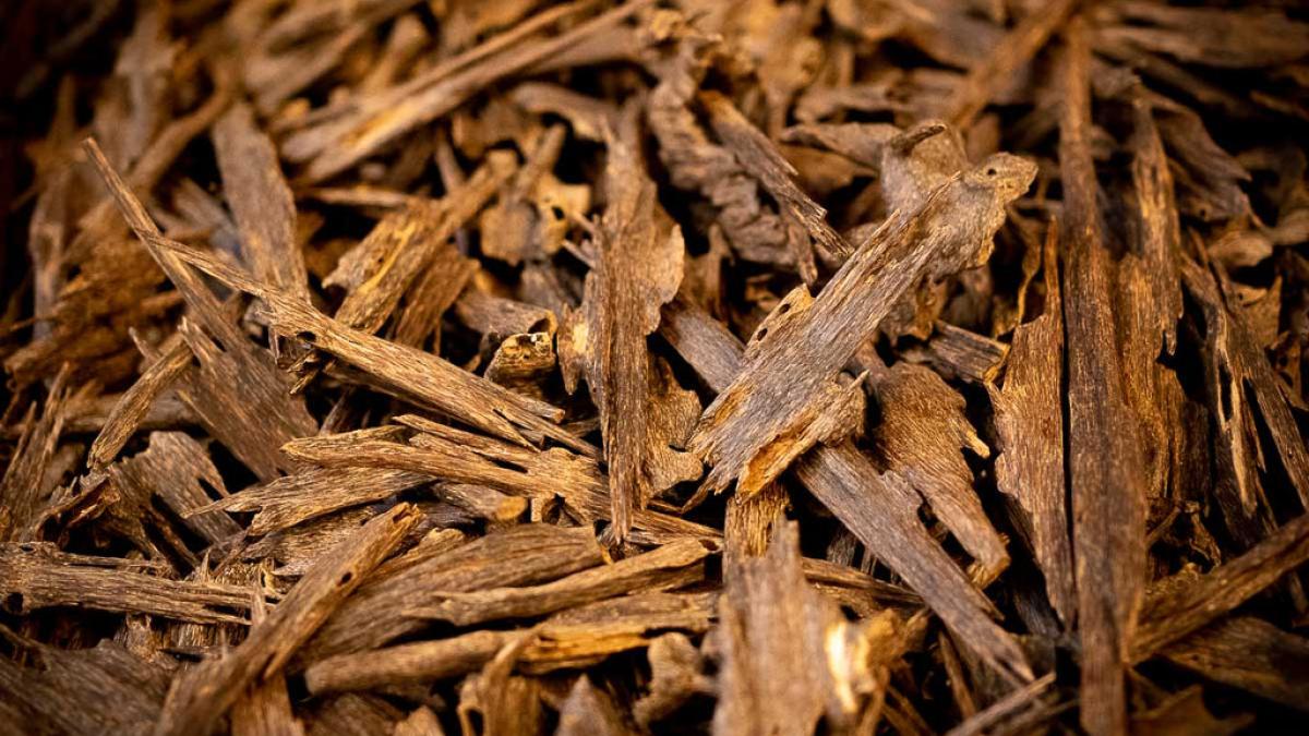 oud_chips_tripura_1024x1024_71034300