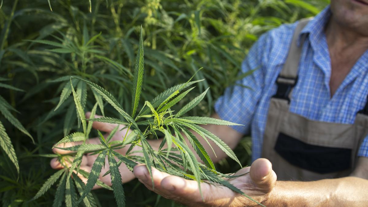 lege-tratament-canabis--gabriel-diaconu-ce-au-avut-in-cap-cand-s-au-gandit-ca-ms-ar-putea-sa-si-faca-plantatii--in-medicina-unele-povesti-pot-sa-fie-foarte-convingatoare-1_79584600