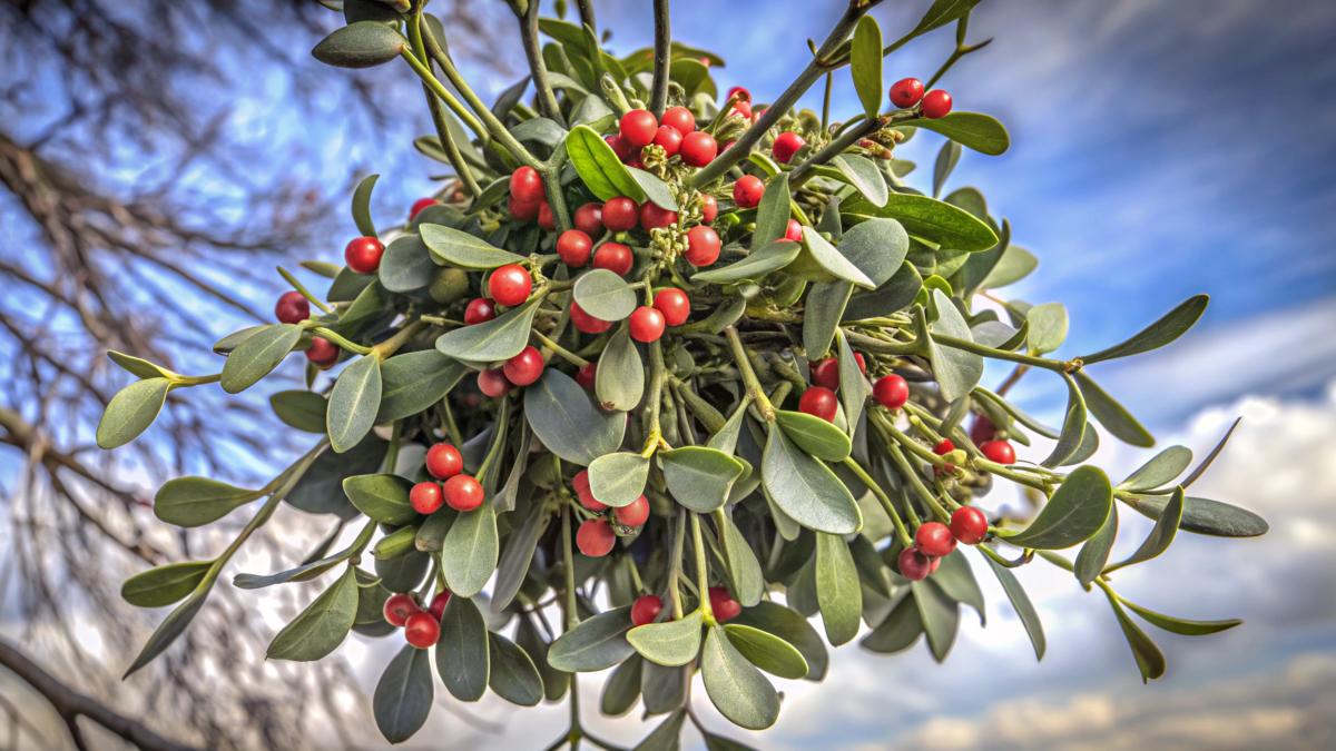 ceaiul-de-calin--elixirul-natural-cu-efecte-antioxidante-si-antiinflamatorii_19097400