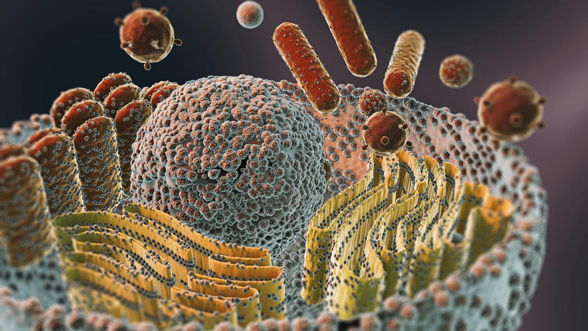 dieta-care-alimenteaza-cancerul--duce-si-la-formarea-rapida-a-metastazelor--plachetele-sanguine-formeaza-o-armura_67455800