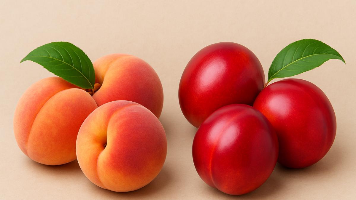 Care e diferența dintre nectarine și piersici