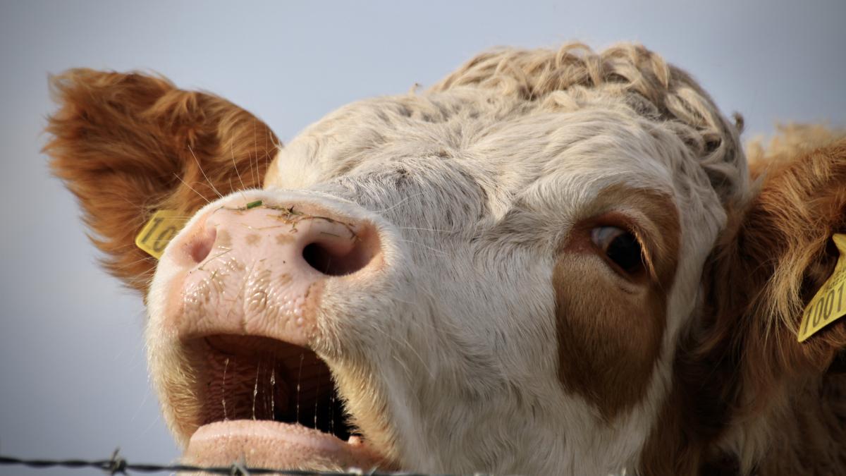 vaca