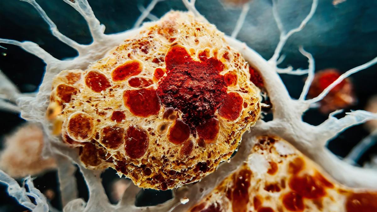 Substanța din produsele de zi cu zi care poate provoca boli hepatice și cancer